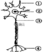 3.与其他动物细胞相比,神经元在形态结构上的特点是. 4.