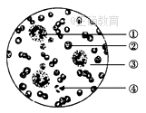 www.xiangpi.com