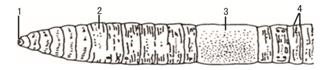 www.xiangpi.com
