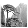 www.xiangpi.com