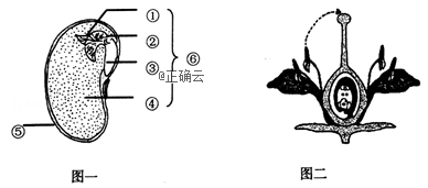 图一是大豆种子的结构图,图二是桃花的结构示意图,利用所学知识回答