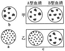 若红细胞呈游离状态,则无凝集现象(图a);若红细胞凝集成团,则为凝集