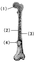 下图是长骨结构示意图,请据图回答问题