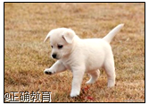 www.xiangpi.com