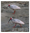 www.xiangpi.com