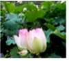 www.xiangpi.com